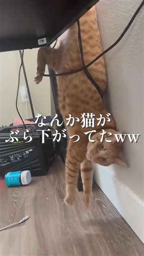 かわいい猫のドジ動画集