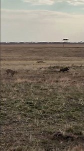 Warthog female Vs Cheetah