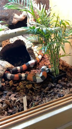 Feeding One Of My COOLEST Snakes In My Collection! 😊🐍 #reptiles #shorts #snake