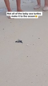15K views · 252 reactions | Sea turtle hatchlings face incredibly...