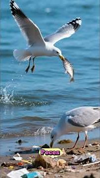 El Fascinante Mundo de la Gaviota: Adaptación y Comportamiento