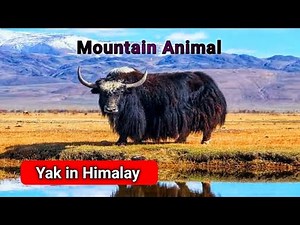 Himalayan Yak: The Incredible Mountain Animal You’ve Never Seen Before!