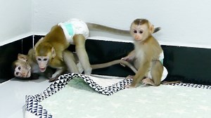 20K views · 653 reactions | Happily family monkey Jana play relaxing together in the room after eating | Monkey Daily | Facebook