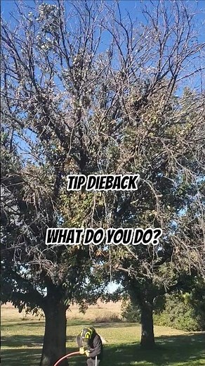 Declining oak tree how can an arborist help it out?