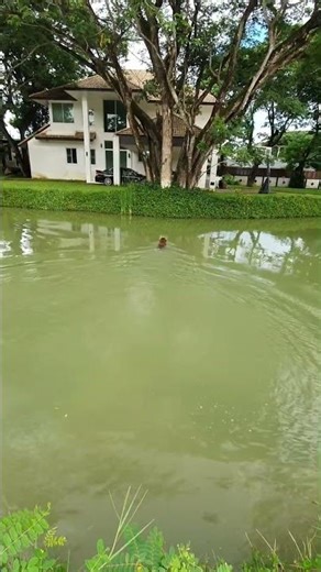 Search & Retrieve through out Water | Zoeta Dogsoul
