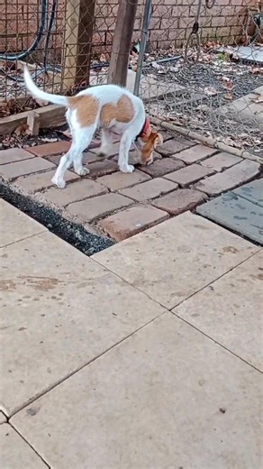 5.5K views · 189 reactions | "TUCKER" - ADOPTED!! Rehoming no...