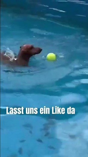 🐶💦 Dackel im Pool haben den Spaß ihres Lebens! 😍 | Süße Hunde beim Schwimmen