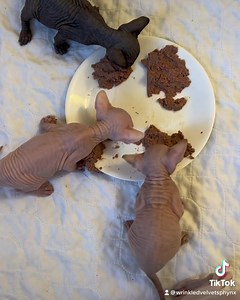 Let the poopapocalypse begin! #wrinkledvelvetsphynx #sphynxoftheday #sphynxofinstagram #sphynxkittens | Wrinkled Velvet Sphynx
