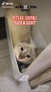 108K views · 1.2K reactions | Good vibes ang hatid ng mga alagang aso at pusa na nagpapalamiig sa loob ng refrigerator. Panoorin 'yan dito. | ABS CBN Integrated News & Current Affairs | Facebook