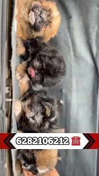 lhasa apso puppies available | Lhasa apso sale | Lhasa apso puppies sale kerala | shitzu Lhasa