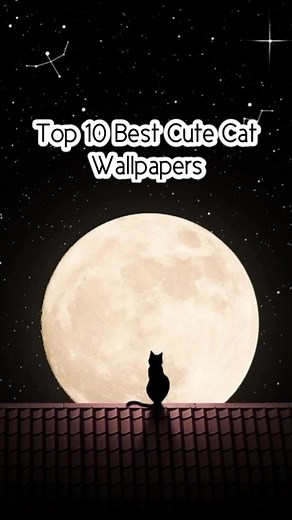 Top 10 Best Cute Cat Wallpapers 🐱💖🥺