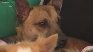 This online pet scam can cost owners a lot of money