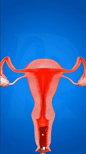 Menstrual Cycle Explained: From Ovulation to Period – Complete Journey!