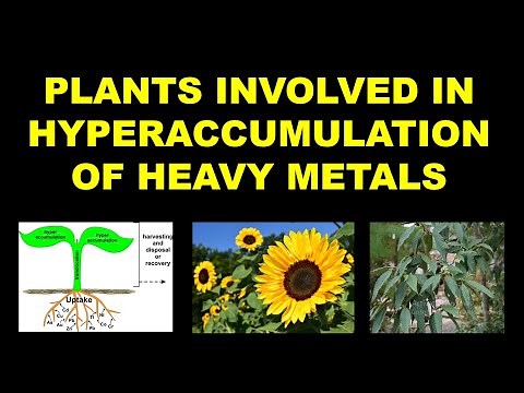 Hyperaccumulation of heavy metals by plants #heavymetals #hyperaccumulation #bioremediation