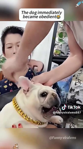 Dogs' Hilarious Reactions to Doctor Visits