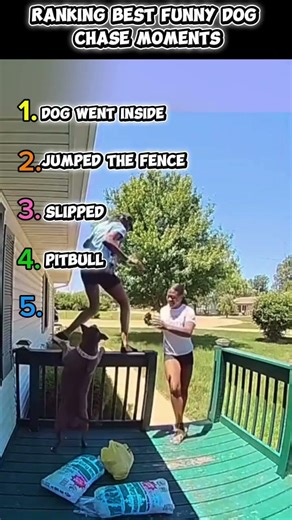 Funniest Dogs Chasing Humans