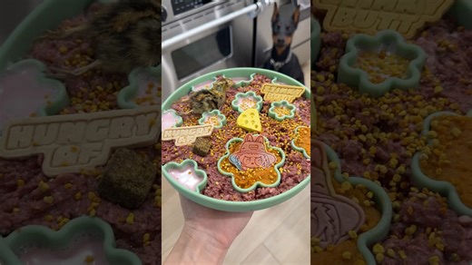 Owner shares expert tips for feeding a hungry Doberman puppy