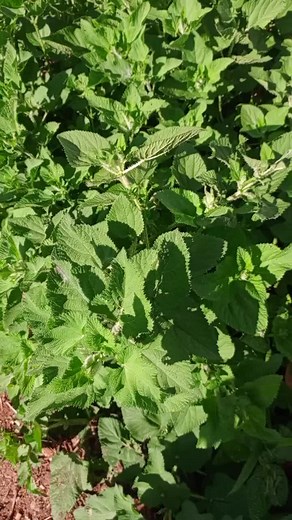 wachira wa matheri on TikTok