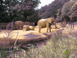 Riverbank Zoo - Elephant