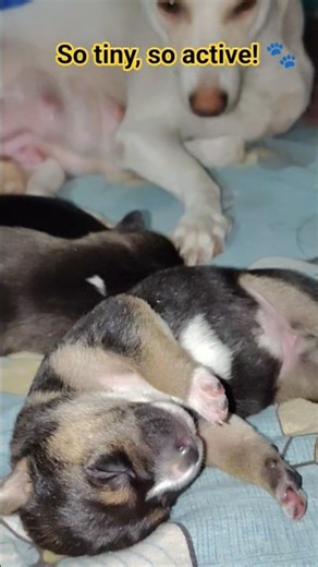 Are They Dreaming? Puppy Sleep Movements Explained 😳 #shorts #funny