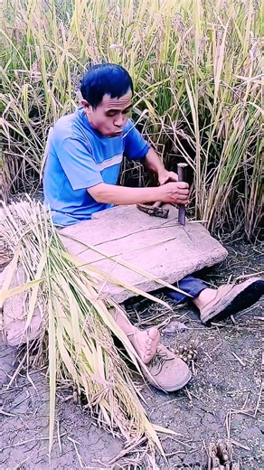 172K views · 276 reactions |  “Cutting rice or cutting jokes? Hard...