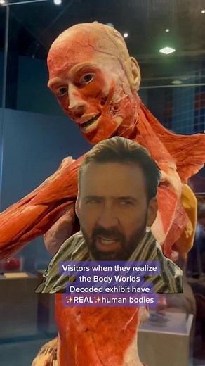 ✨Experience the human body, in all of its glory 🫀🫁🧠 ##thingstodoinsanjose##traveltok##bayareatravel##bodyworldexhibit##bodyworldsdecoded##fyp##thetechinteractive Bodies for educational purpose only