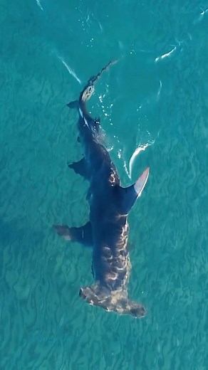 Great Hammerhead Shark, the largest of all hammerhead species. 🦈⁣ Video by @singlefinphoto #hammerheadshark #greathammerhead #marinebiology #florida #sealife #florida #shark #oceanlife #nature #discoverearth #sharklife #hammerhead #natureshots #sea #earthpix #ocean #sharklover #ourplanet #awesomeearth #naturelover #marinelife | Shark Lovers
