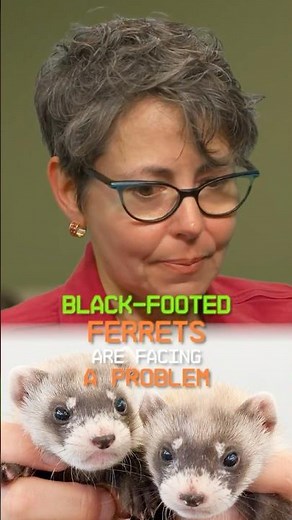 How We're Saving Black-Footed Ferrets