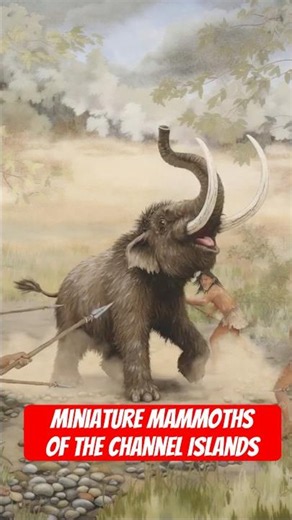 The Channel Islands, Home Of California’s Miniature Mammoths