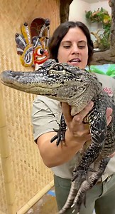 29K views · 628 reactions | Step into the wild and discover the amazing animals that call the reptile zoo home! 年 In this video, we take you on a tour through the fascinating world of reptiles and other incredible creatures, showcasing everything from slithering snakes to massive crocodiles and colorful lizards | The Reptile Zoo | Facebook