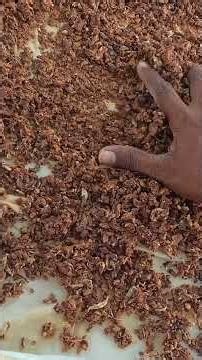 GARLIC powder manufacturing process in simple steps by SENS FARM