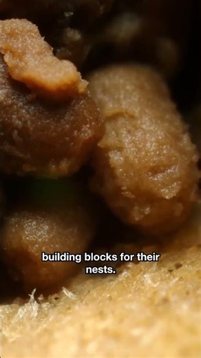 These Dampwood Termites Are Turning Your House Into Theirs | #DeepLook #Shorts