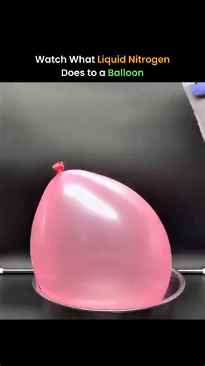 ThinkSource™ on Instagram: "When liquid nitrogen is poured onto a balloon, something surprising happens. The balloon shrinks almost instantly because the gas inside becomes extremely cold and contracts. Liquid nitrogen is around –196°C, and when it hits the balloon, the air inside loses volume rapidly, making it look like the balloon deflated or popped. But it isn’t damaged at all — as the nitrogen evaporates and the gas warms back up to room temperature, it expands again and the balloon returns
