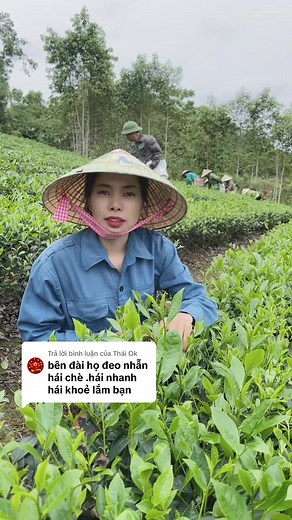 Kỹ thuật hái chè ô Long đúng cách