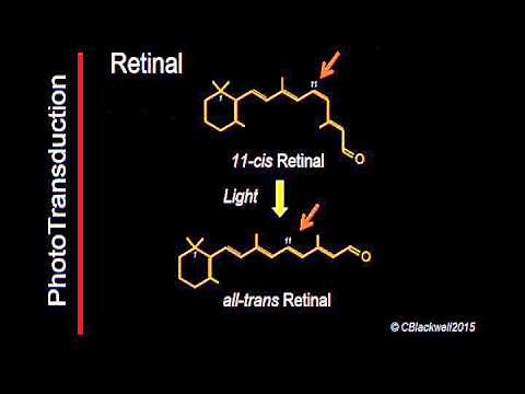 Phototransduction Part 2
