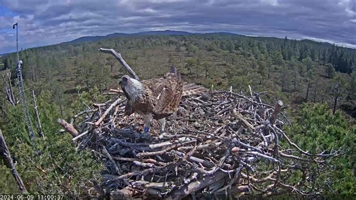 Osprey Update! 🦅 It's time for your dose of Osprey drama at Loch Garten! So, what's been happening this week? 🦅 Asha & KL5: Our dynamic duo is still together, but there's been no shortage of excitement! We've seen more intruders this past week, keeping Asha and KL5 on their toes. 🧐 Intruder Alert: Earlier this week, we spotted Osprey 441, a young female who hatched in Kielder in 2022 and is the granddaughter of the famous Mrs. G from Glaslyn in Wales! 441 spent some time arranging the nest an