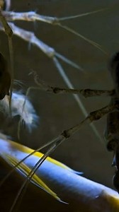 #highlightseveryone #animalworlddaily #reelsviralシ #trendingreels #wildlifefacts #WildlifeWonder #WildlifeTrivia #wildlife #NatureWonders | Animal World Daily