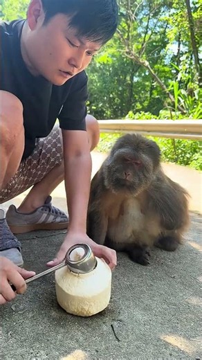 How Do Monkeys Open Coconuts_ #Monkey Behavior #Amazing Animals #Sichuan Monkeys