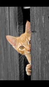 SNEAKING CAT SOUND