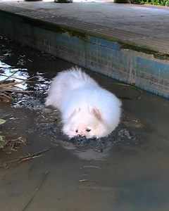 12K views · 316 reactions | Fluffy white dog loves playing in mud  | Animal Lovers | Facebook