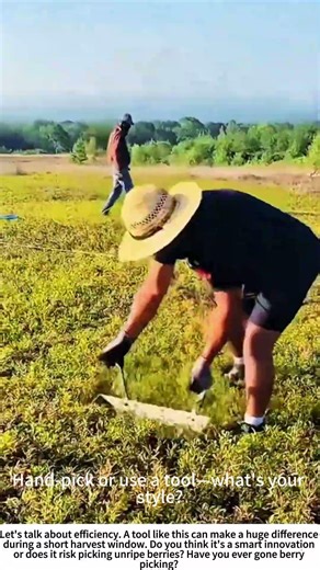 Speedy Blueberries: Harvesting with a Berry Picker