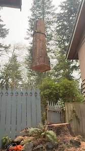 Tree in the fence!! #treework #treeworker #guiltyoftreeson | Guilty of Treeson