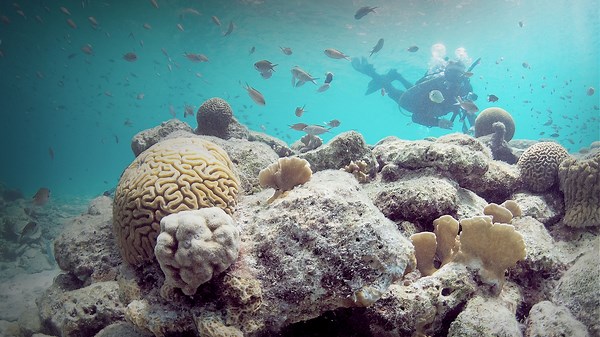 Caribbean Coral Reef Camera - underwater at Bonaire Island | Explore.org