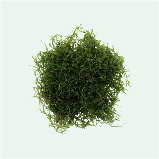 Aquarium Moss - Java Moss for Aquascaping and Fish Tanks - Etsy
