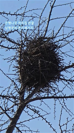 Observation of a Magpie's Nest in a Ginkgo Tree — Nampyeong Mun Clan's Bonri Settlement