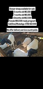 Dorper sheep available for sale Location: Delamare Farm Naivasha 5 months old @5,500 7 months old @8,000 10months old @12,500 Female @16,500 ready pregnant Call/Sms/WhatsApp: 0782 822 649 We offer delivery service countrywide. | Delamere Farm | Facebook