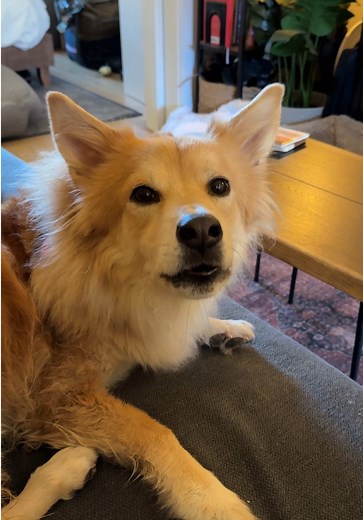 Life After a Seizure: Support for Dogs