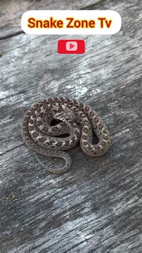Snake Zone King Cobra #animalfacts #snake #trending