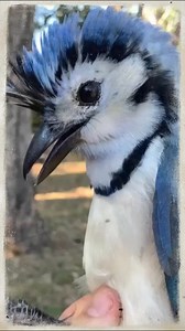 Did you know Cardinals are one of the rare birds #cardinalbirds #cbfp #birdphotography #wildlifephotography #birdwatching #beautifulbirds #birdlovers #cardinallove #birdsofinstagram #birdsoftheday | Cardinal Bird Fans Page