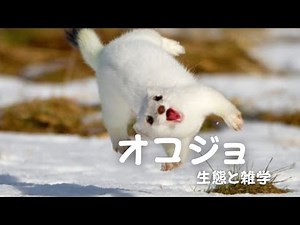 ２分半でわかるオコジョの生態と雑学